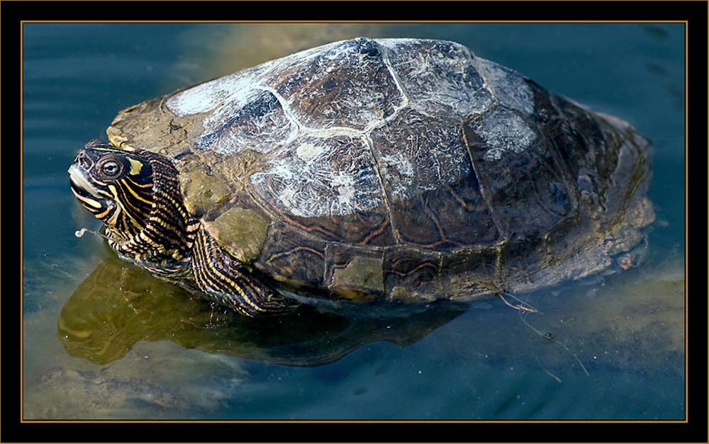 Painted Turtle - Cherry Creek State Park