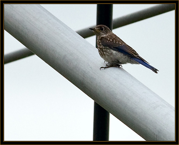 Juvenile Western Bluebird