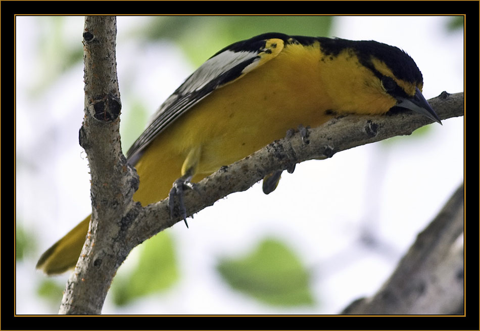 Bullock's Oriole - Cherry Creek State Park