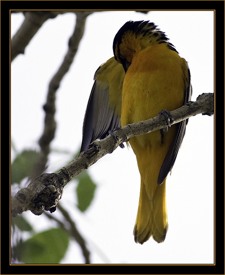 Bullock's Oriole - Cherry Creek State Park