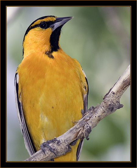 Bullock's Oriole - Cherry Creek State Park