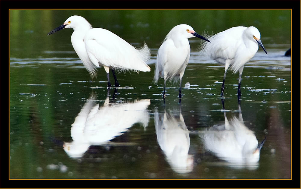 Snowy Egrets - Cherry Creek State Park