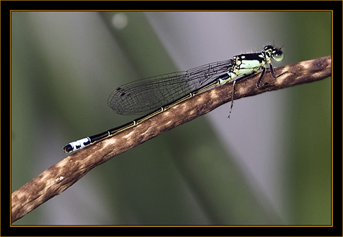 Damselfly - Cherry Creek State Park