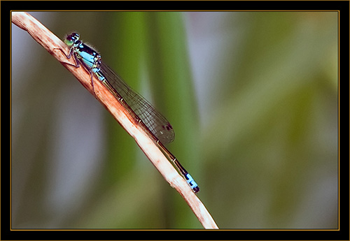 Damselfly - Cherry Creek State Park