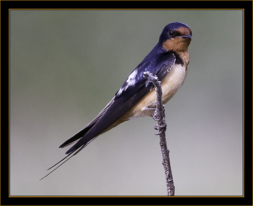 Barn Swallow - Cherry Creek State Park