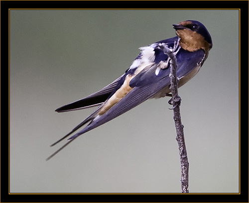 Barn Swallow - Cherry Creek State Park