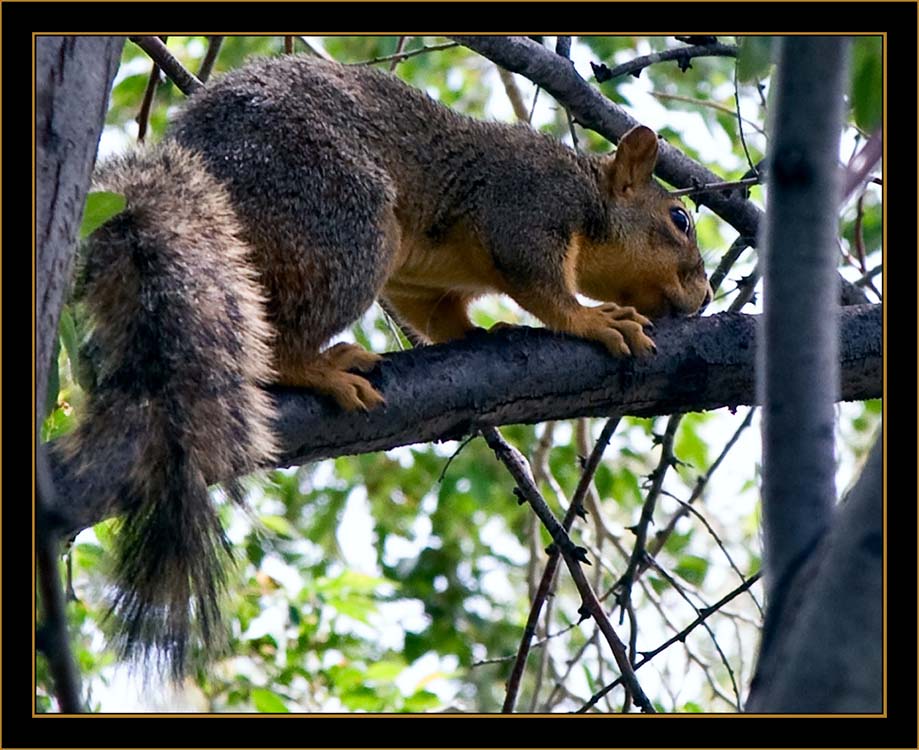 View in Wyoming - Red squirrel