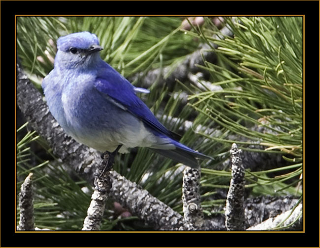 Mountain Bluebird - Rocky Mountain National Park