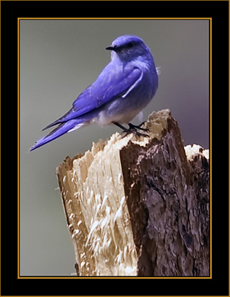 Mountain Bluebird - Rocky Mountain National Park
