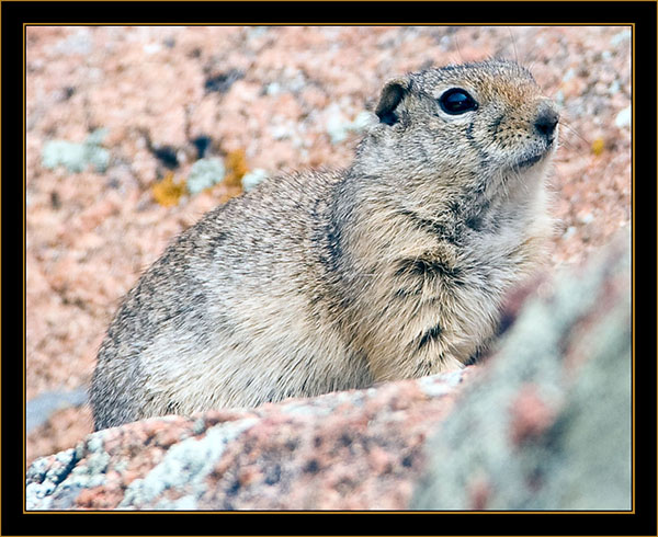 Marmot - Rocky Mountain National Park