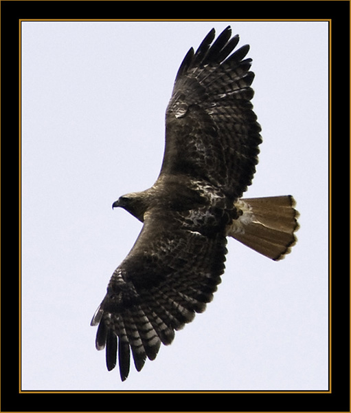 Red-tailed Hawk- Rocky Mountain National Park