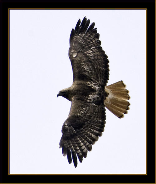 Red-tailed Hawk- Rocky Mountain National Park