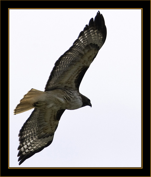 Red-tailed Hawk- Rocky Mountain National Park