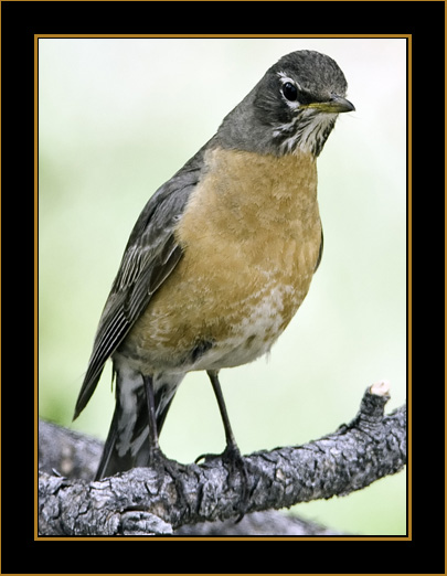 American Robin - Rocky Mountain National Park