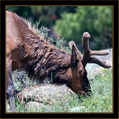 Rocky Mountain Elk- Rocky Mountain National Park