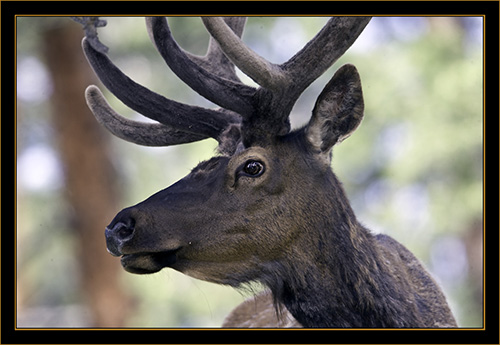 Rocky Mountain Elk- Rocky Mountain National Park