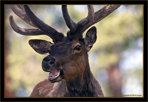 Rocky Mountain Elk- Rocky Mountain National Park