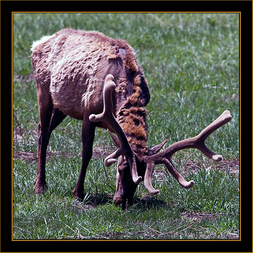 Rocky Mountain Elk- Rocky Mountain National Park