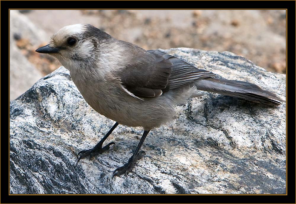 Gray Jay - Rocky Mountain National Park