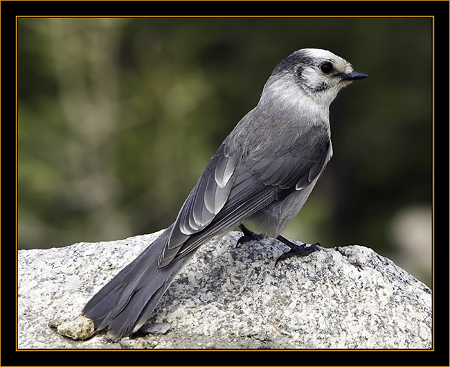 Gray Jay - Rocky Mountain National Park