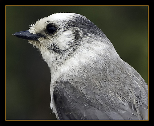 Gray Jay - Rocky Mountain National Park