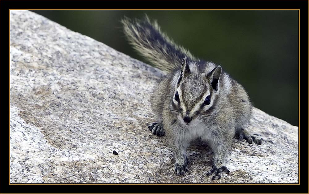 Least Chipmunk - Rocky Mountain National Park