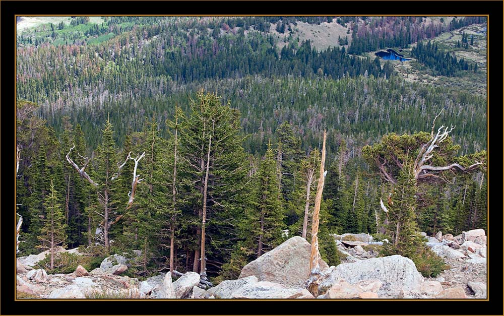 View into the Treeline - Rocky Mountain National Park