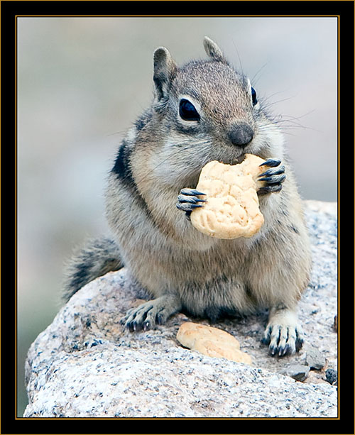 Golden-mantled Ground Squirrel - Rocky Mountain National Park