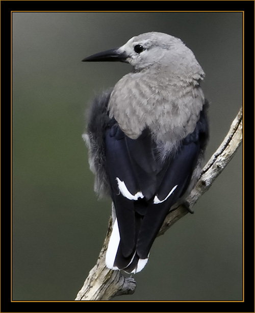 Clark's Nutcracker - Rocky Mountain National Park