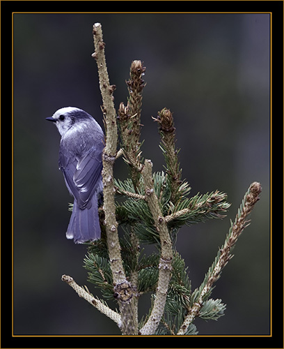 Gray Jay - Rocky Mountain National Park