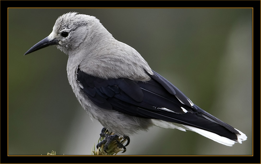 Clark's Nutcracker - Rocky Mountain National Park