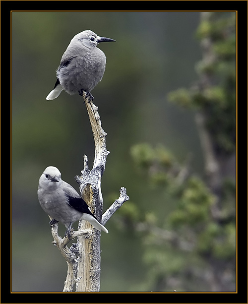 Clark's Nutcrackers - Rocky Mountain National Park