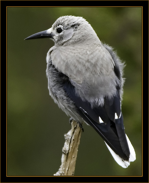 Clark's Nutcracker- Rocky Mountain National Park