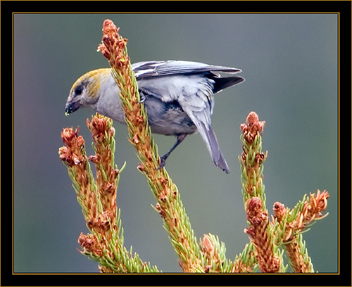 Pine Grosbeak - Rocky Mountain National Park