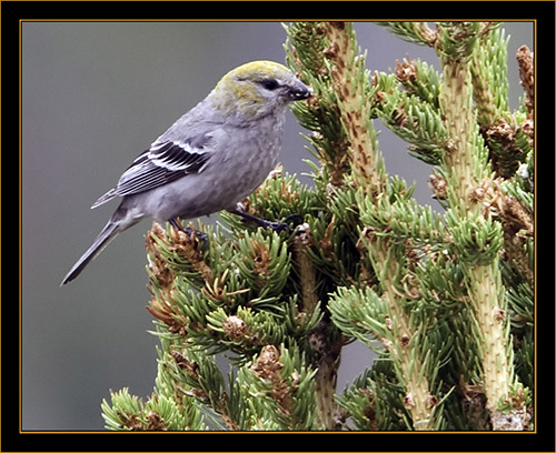 Pine Grosbeak - Rocky Mountain National Park