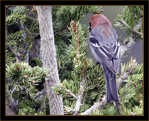 Pine Grosbeak - Rocky Mountain National Park