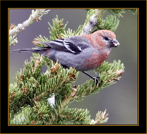 Pine Grosbeak - Rocky Mountain National Park