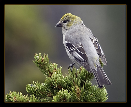 Pine Grosbeak - Rocky Mountain National Park