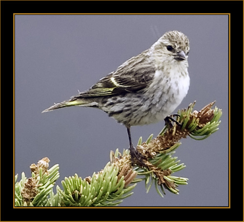 Pine Siskin - Rocky Mountain National Park