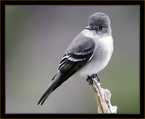 Hammond's Flycatcher - Rocky Mountain National Park