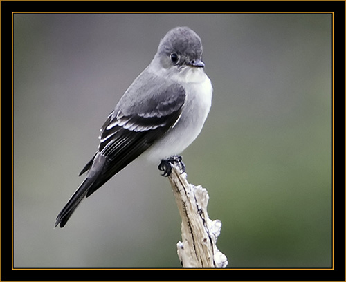 Hammond's Flycatcher - Rocky Mountain National Park