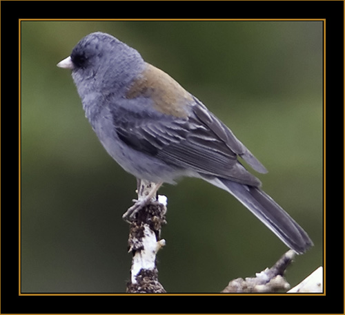 Dark-eyed Junco - Rocky Mountain National Park