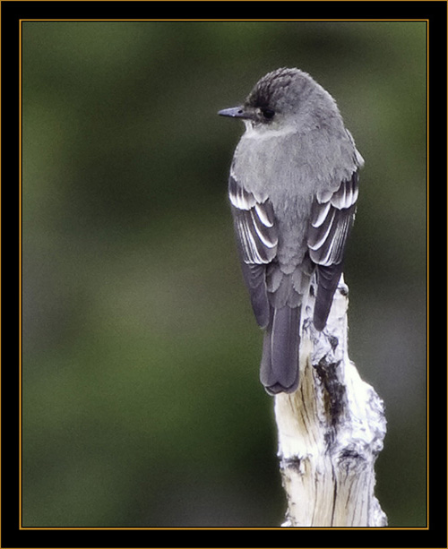 Hammond's Flycatcher - Rocky Mountain National Park