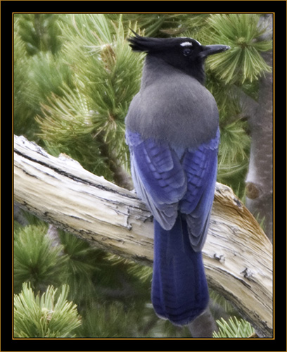 Steller's Jay - Rocky Mountain National Park