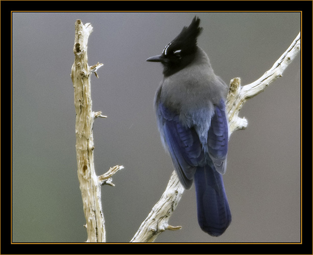 Steller's Jay - Rocky Mountain National Park