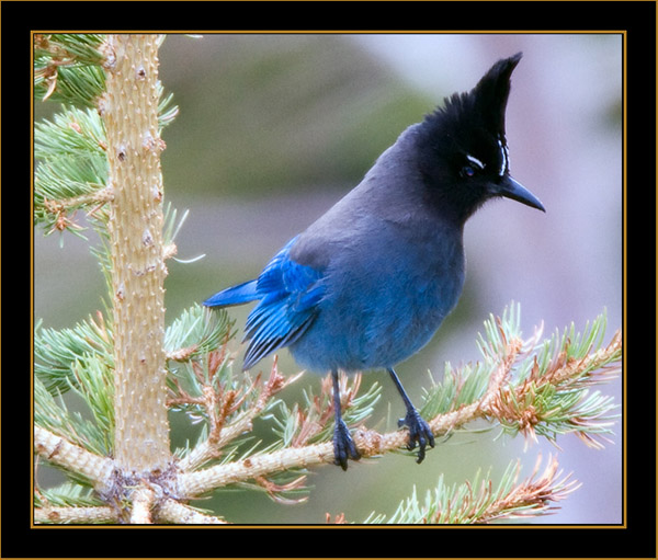 Steller's Jay - Rocky Mountain National Park