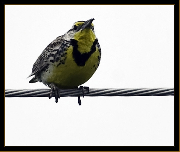 Western Meadowlark