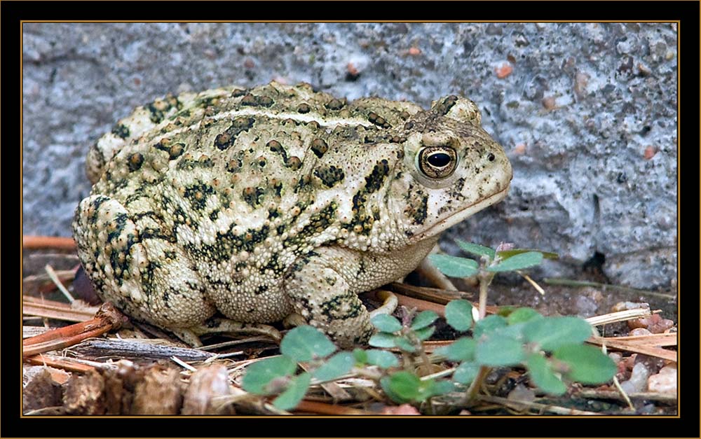 Frog - North Platte, Nebraska