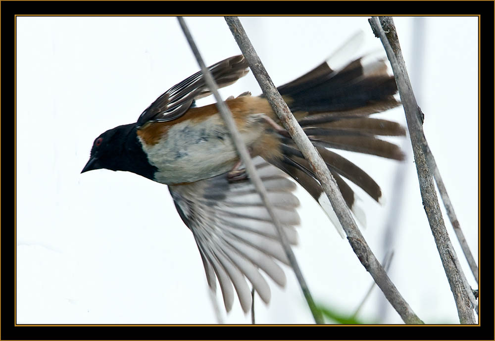 Eastern Towhee - North Platte, Nebraska