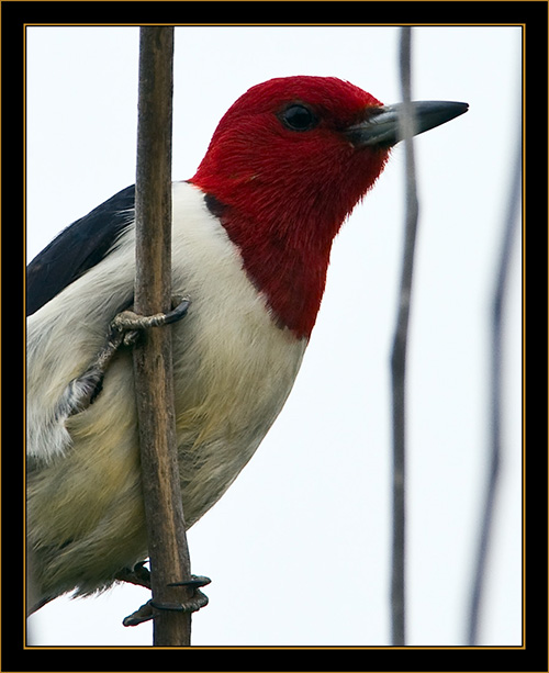 Red-headed Woodpecker - North Platte, Nebraska